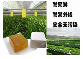 如何成功抵御蟲蠅？選正邦粘蟲蠅熱熔膠